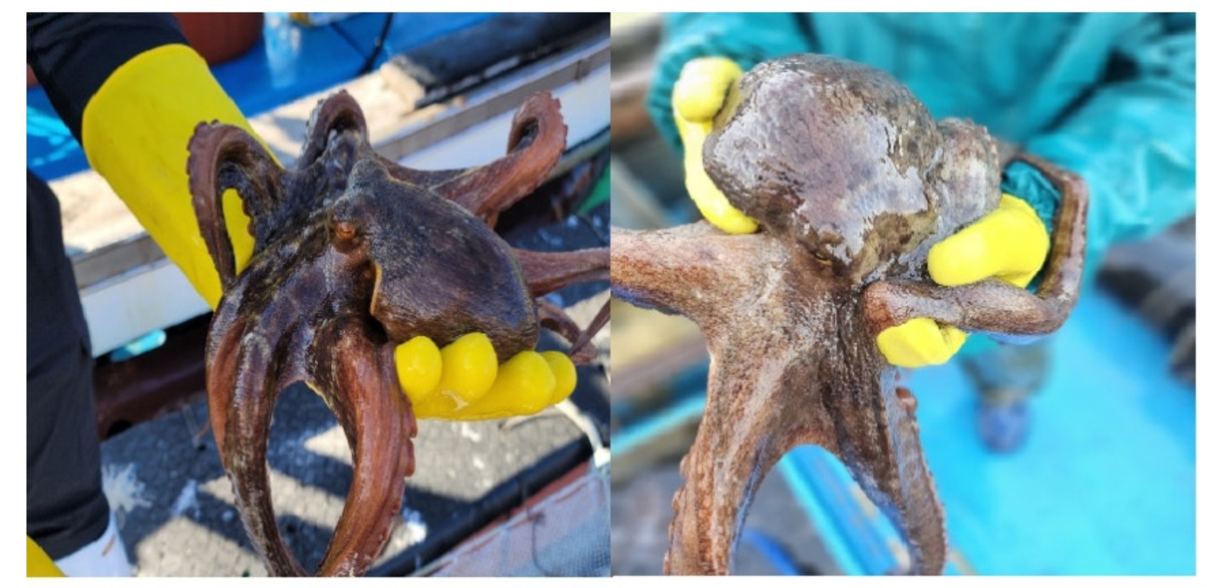 통영 자연산 활 돌문어(600g)-[3월12일/목요일수령]