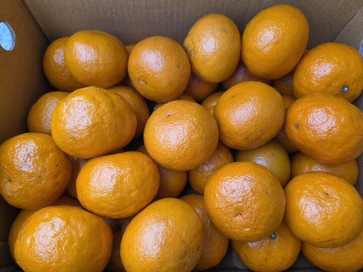 총각추천*카라향7개-[4월14일/화요일수령]