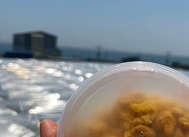 포항 구룡포 자연산 성게알 (생)우니(100g)-[7월9일/목요일수령]